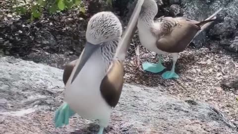 Sula Nebouxii Marine Bird #shorts #shortvideo #video #virals #videovira
