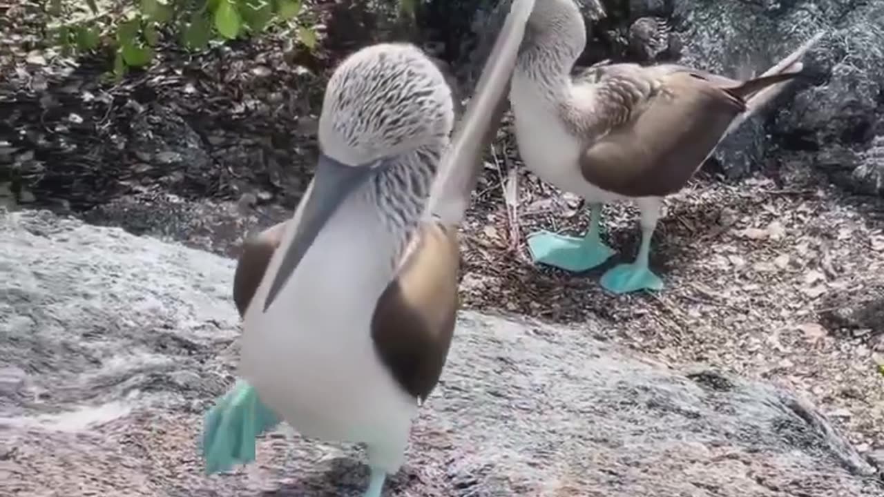Sula Nebouxii Marine Bird #shorts #shortvideo #video #virals #videovira