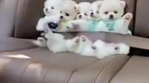 Pawsitively Hilarious: The Side-Splitting Shenanigans of Funny Pets!"