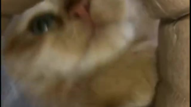 Cute cat searching for camera in the box