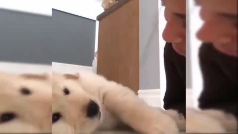 Golden retreiver