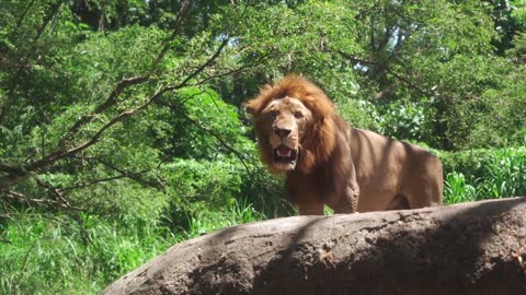 Lion video🦁