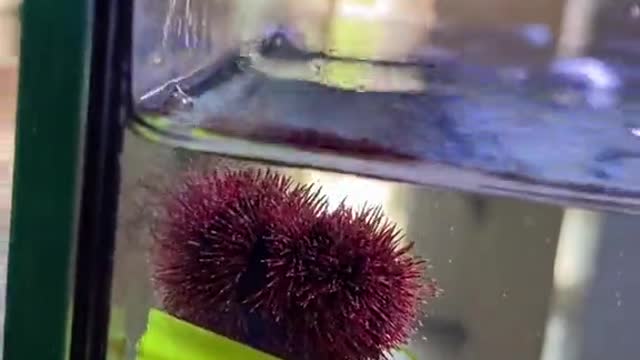 beebotheseaurchin