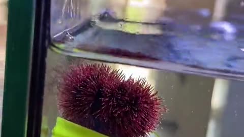 beebotheseaurchin