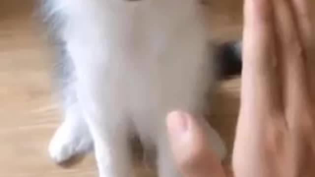 Lindo cachorro jugando con su dueña