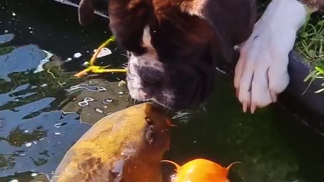 Dog and koi fish