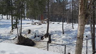 Winter Excursion to Parc Omega