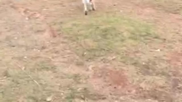 Border Collie having fun playing at the yard