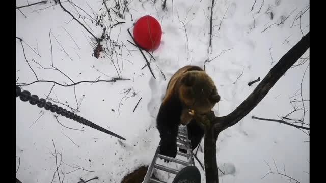 A bear trapped a man up a tree while trying to climb up.