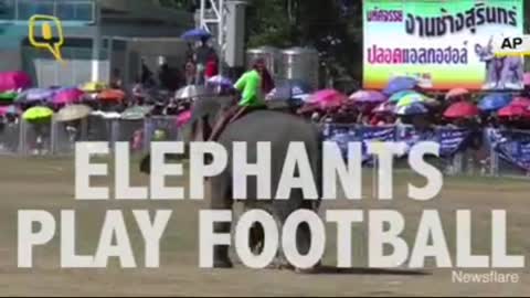 Quit elephants playing Football in ground