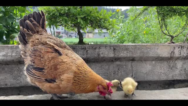 duck swimming