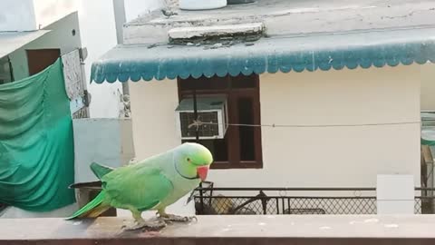 Talking_Parrot __ parrot talking and talking einsteinparrot