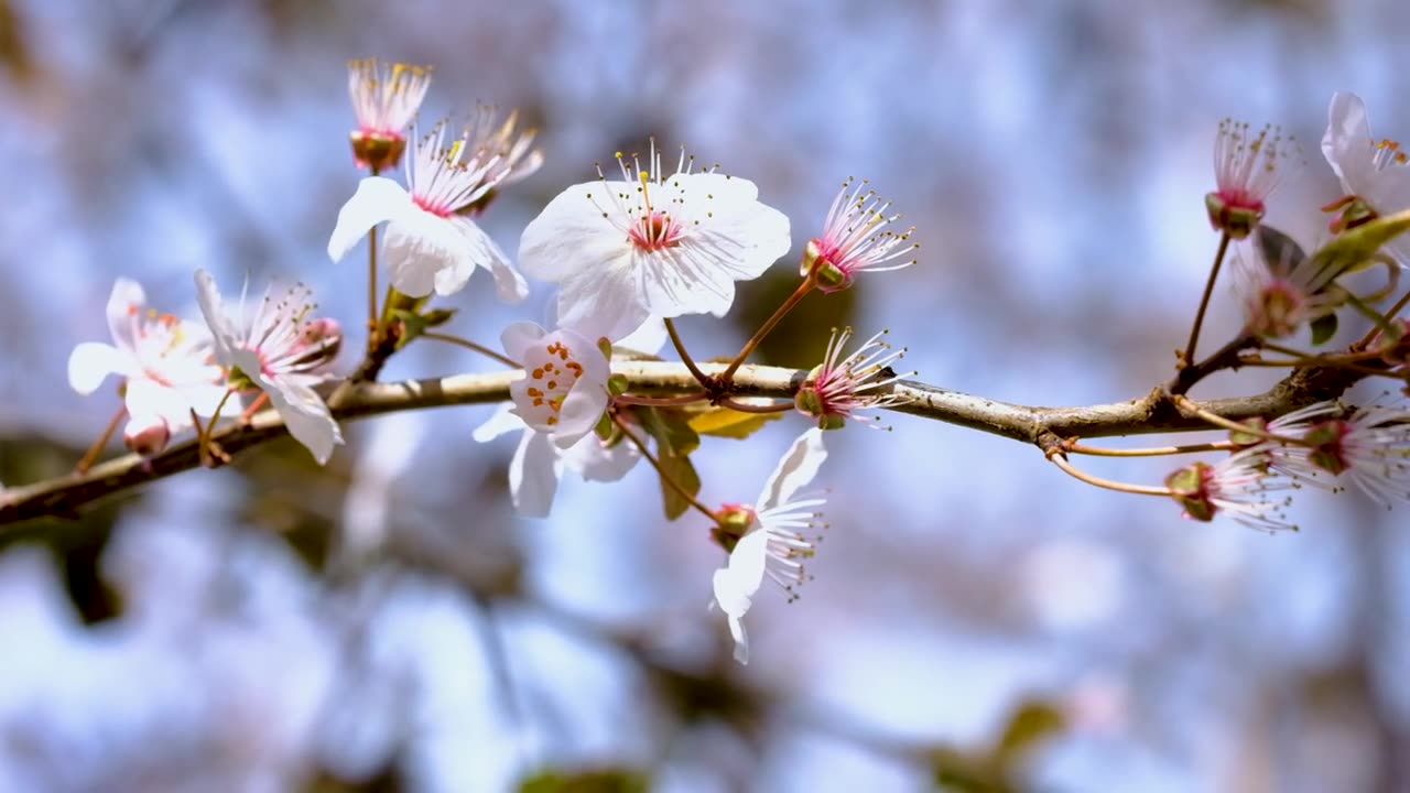 blossoms-branch-tree-branch-nature