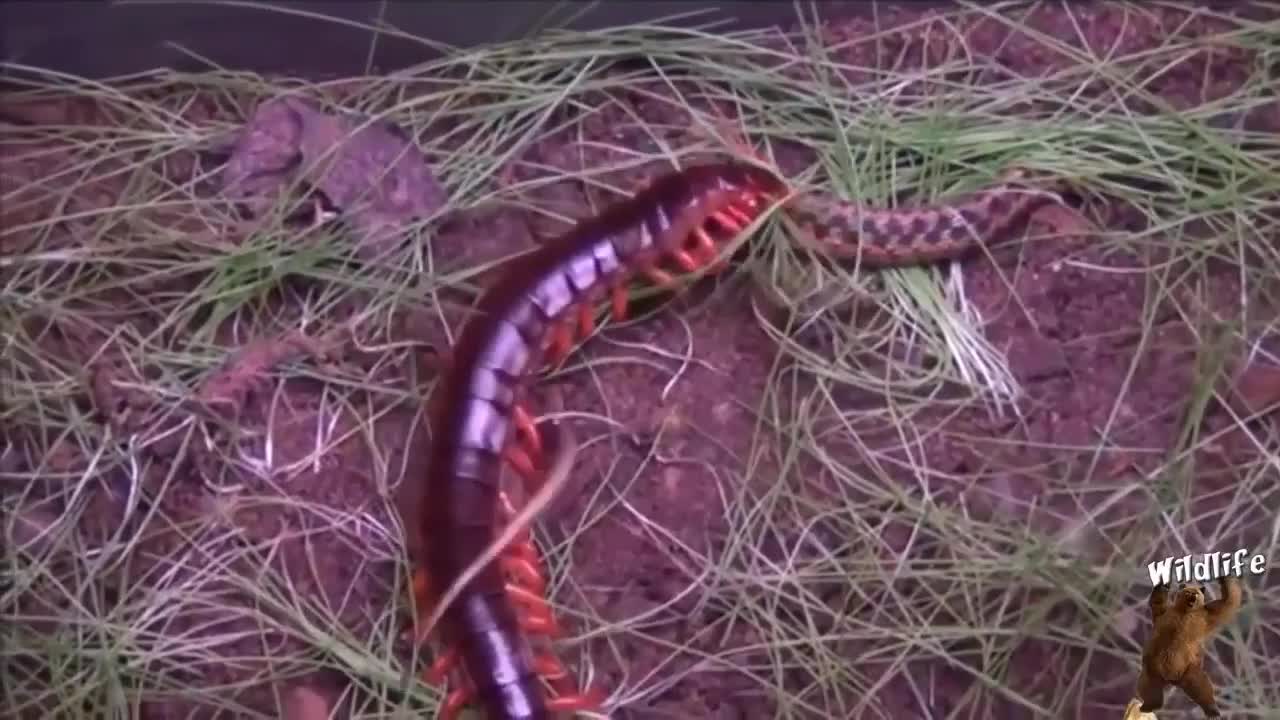 Snake vs Gaint Centipede | You will Not Believe On Your Eyes What Happened At the End