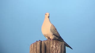 dove on power pole