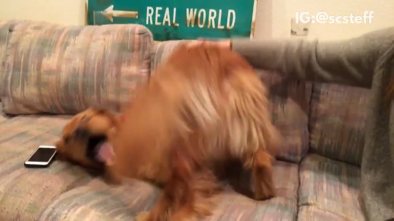 Music golden retriever puts his tail in his mouth shakes butt