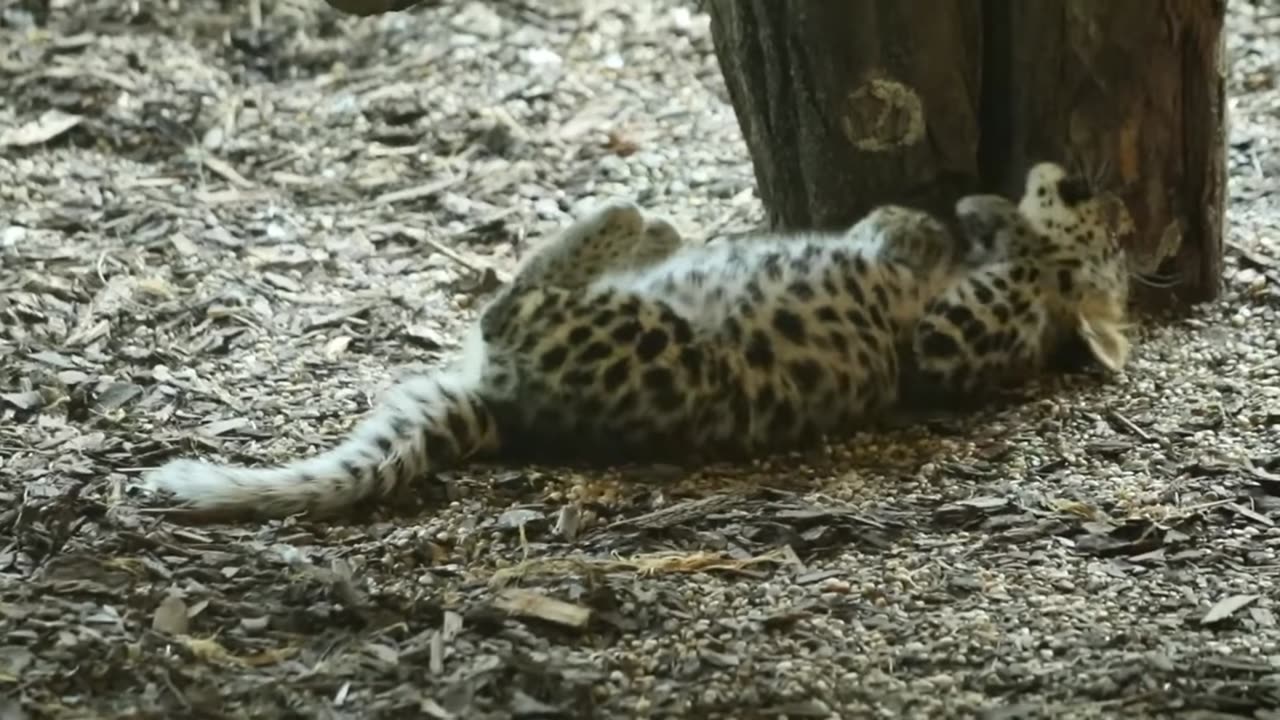 Amur Leopard: From Extinction's Edge to a Beacon of Hope