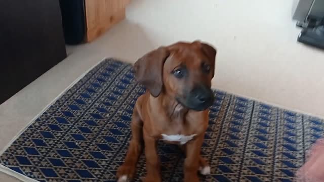 Rhodesian Ridgeback Puppy Really Enjoys Breakfast Training Session