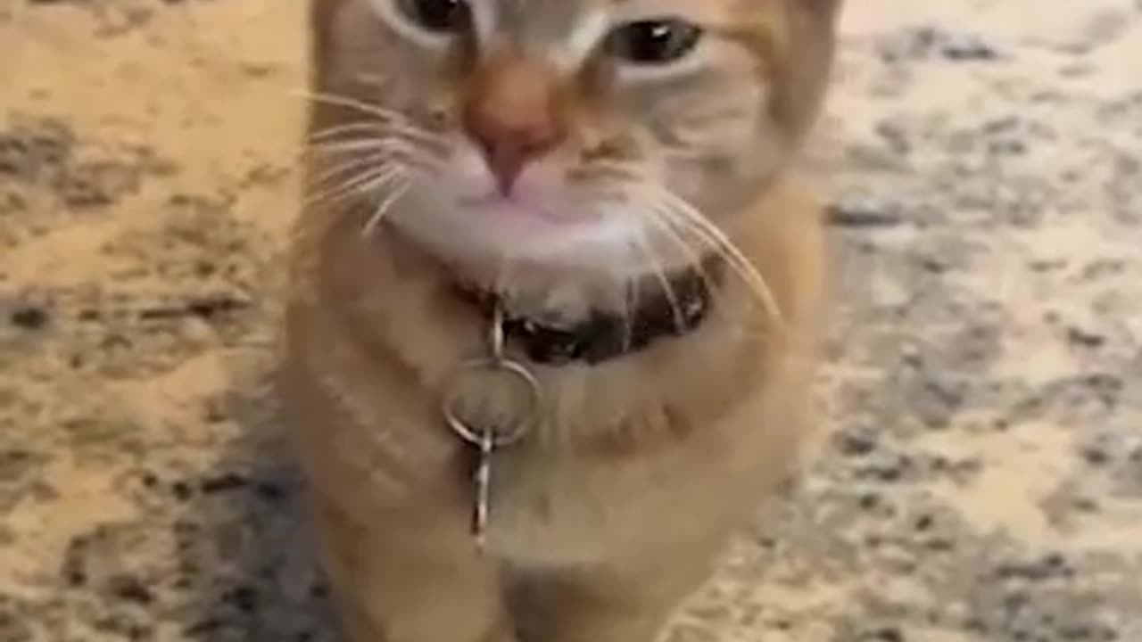 chatty cat