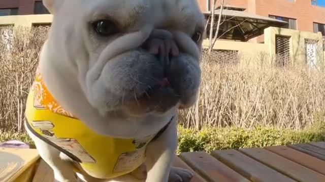 Hello everyone, I'm a french bulldog who can skateboard, my name is cabbage, will you like me?