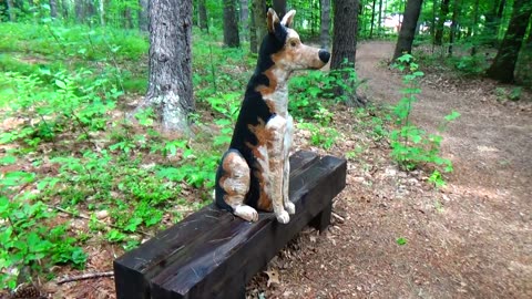 Dog Bench