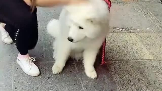 Beautiful dogs Playing Videos