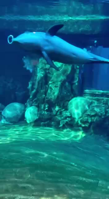 The high level of intelligence of dolphins truly amazes