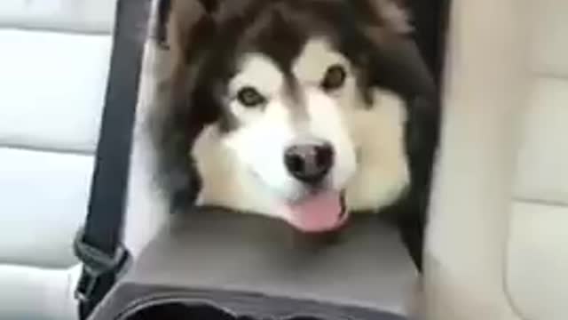 Cute husky rides at the car trunks and popped out at the backseat!