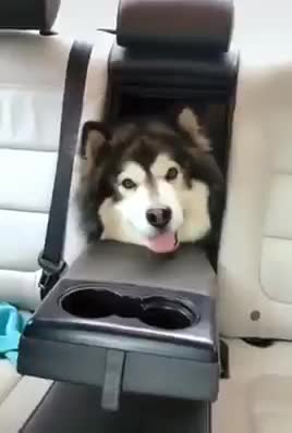 Cute husky rides at the car trunks and popped out at the backseat!