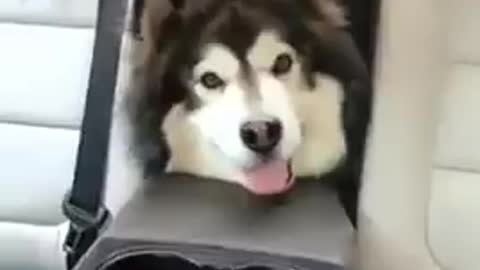 Cute husky rides at the car trunks and popped out at the backseat!