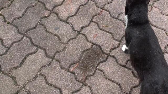 walking with a stray cat