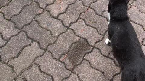 walking with a stray cat