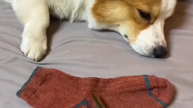I especially like to chat with dogs. My dog will lie on my body and listen to me