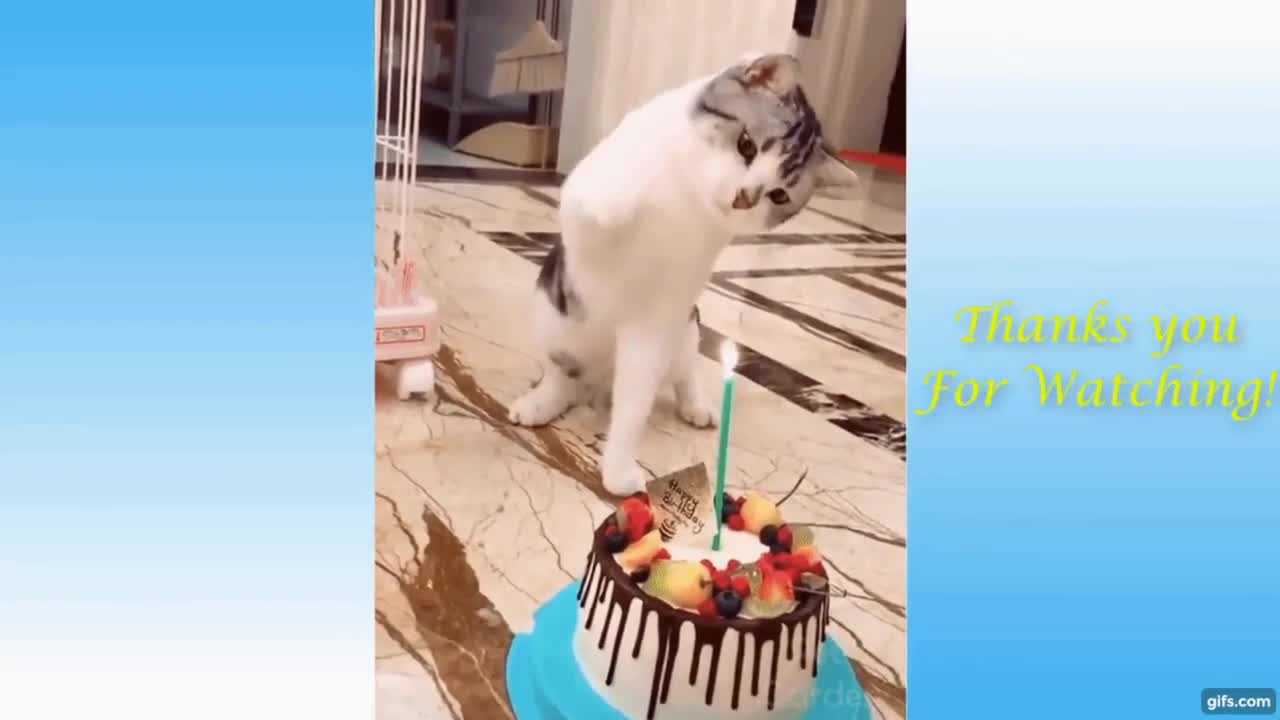 Funny cats and dogs *2