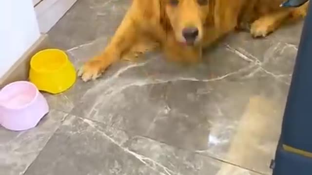 Golden retriever takes care of pregnant wife