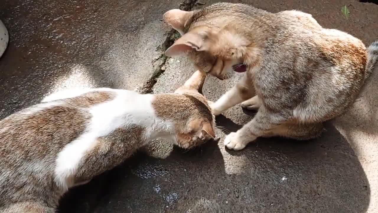 New cat funny video.