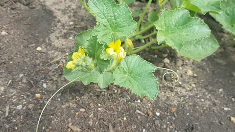 Cucumber plant day1