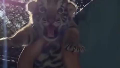 This adorable cub is one of fewer than 2,000 Bengal tigers left in the world! 🐯😲