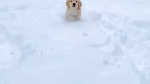 Dogs gives a ride to some unusual friends