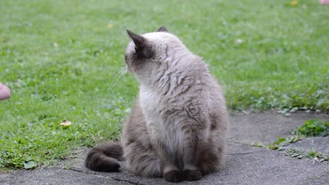 Beautiful Turkish cat...