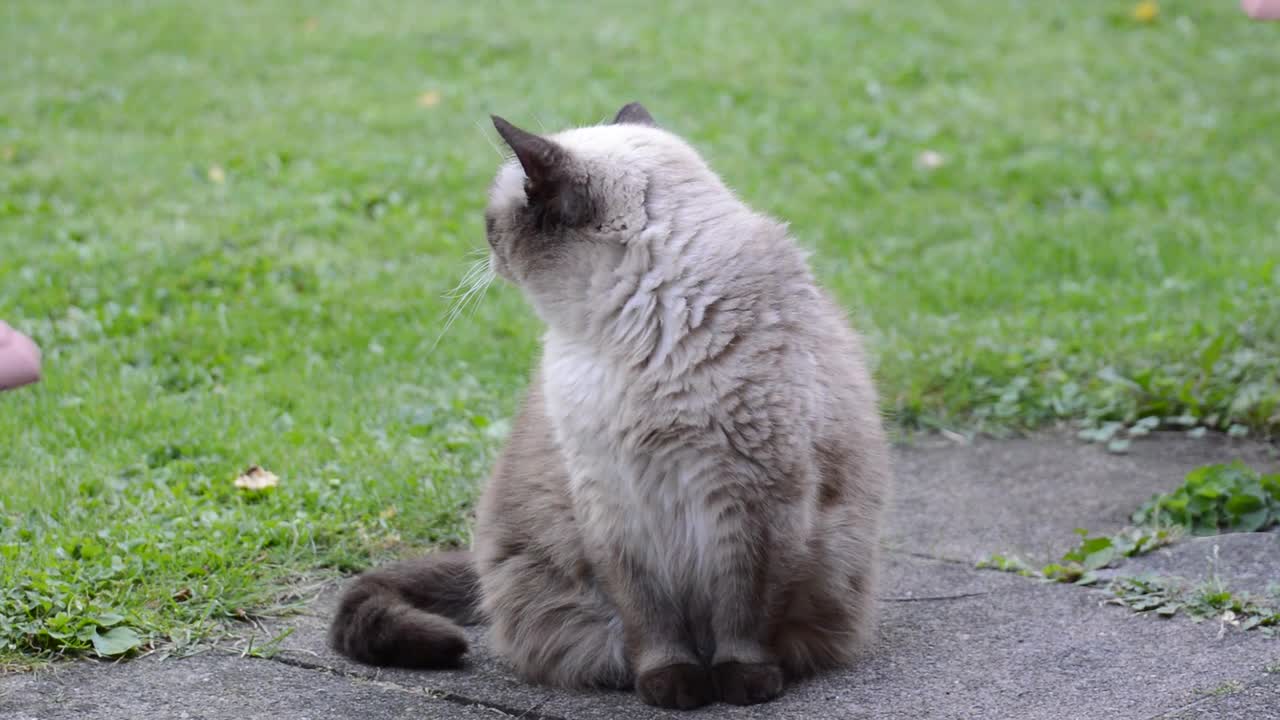 Beautiful Turkish cat...