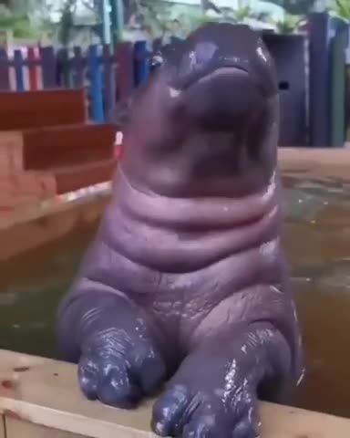 Baby Hippo 🦛