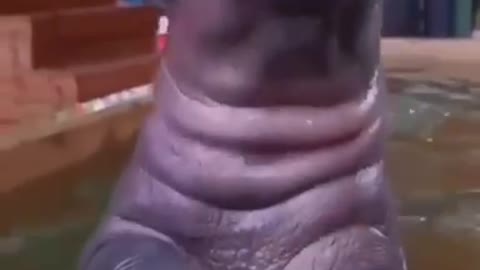 Baby Hippo 🦛