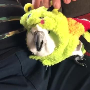 Cookie the Cockatoo is ready for Halloween
