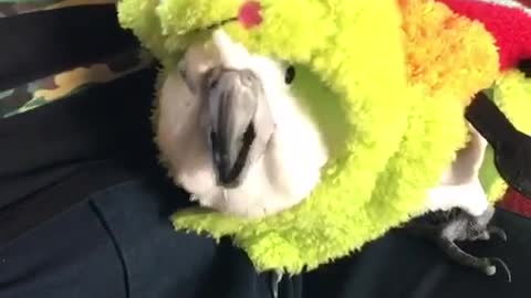 Cookie the Cockatoo is ready for Halloween