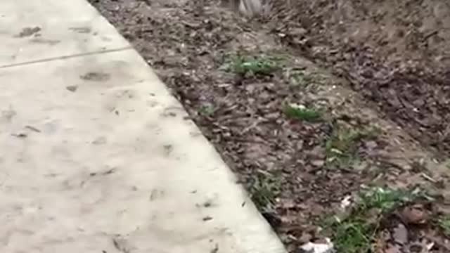 White dog tries to jump dirt ravine near sidewalk, fails