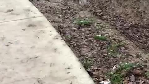 White dog tries to jump dirt ravine near sidewalk, fails