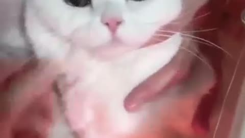 cute cat