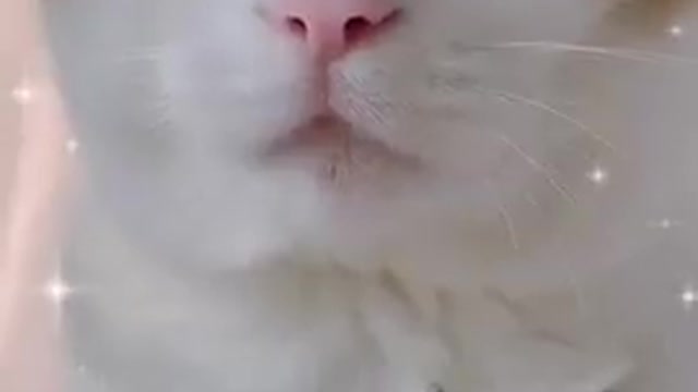 ❤️😹 Funniest Animals 😹 - Best Of The 2021 🙊❤️ Funny Animal Videos
