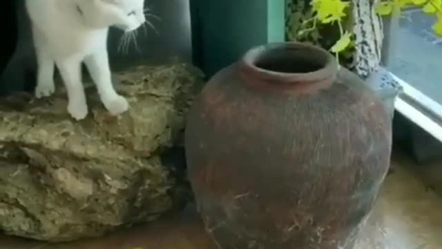 White cat trying to find what inside the bowl